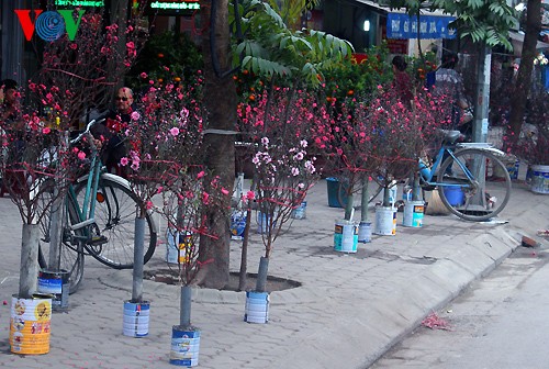 Peach trees in full bloom for Tet - ảnh 11